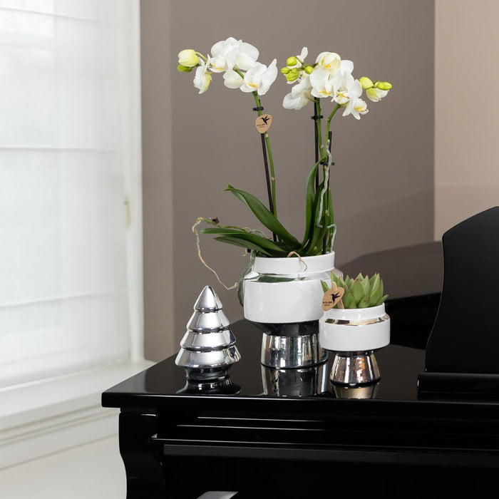 Witte Phalaenopsis orchidee – Amabilis + Le Chic sierpot zilver – Ø9cm – ↕40cm - Bloeiende kamerplant in bloempot