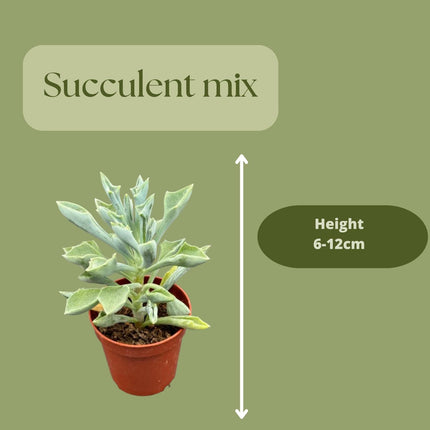 Succulent mix - 20 pieces - ↕6-12cm - Ø5.5cm
