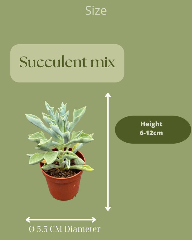 Sukkulenten-Mix – 20 Stück – ↕6–12 cm – Ø5,5 cm