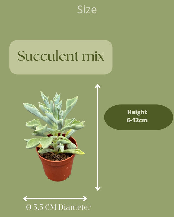 Vetplanten mix - 20 stuks - ↕6-12cm - Ø5.5cm