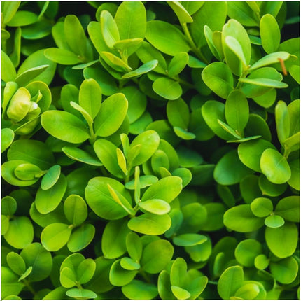 Buxus Sempervirens hæk - 1 meter - ↕20cm - Ø12cm - 6x