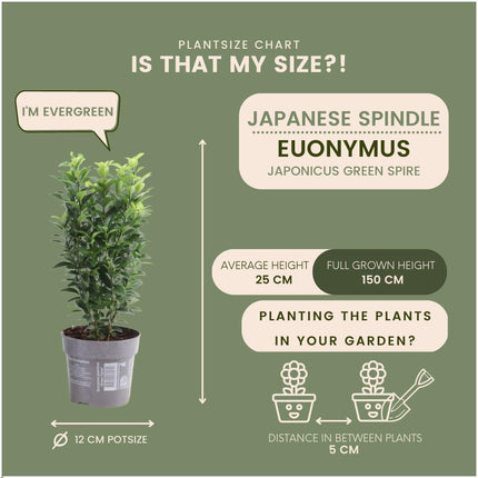Seto de huso verde - Euonymus japonicus 'Green Spire' - 1 metro - Juego de 6 plantas de seto