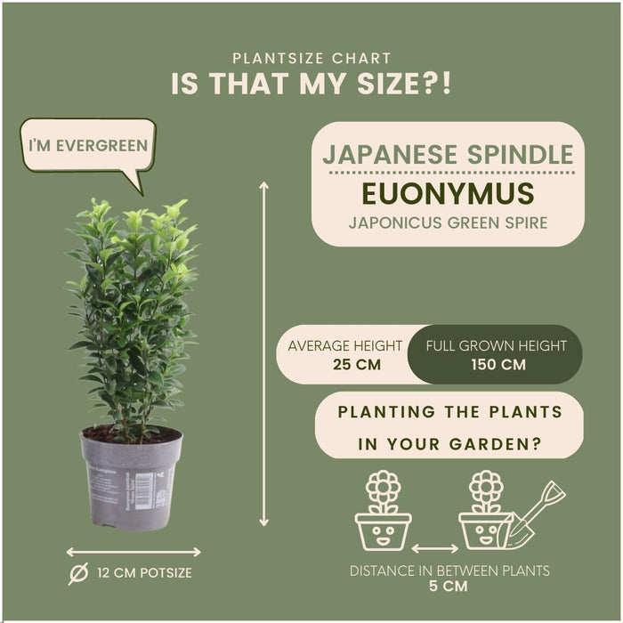 Grøn spindelhæk - Euonymus japonicus 'Green Spire' - 1 meter - Sæt med 6 hækplanter