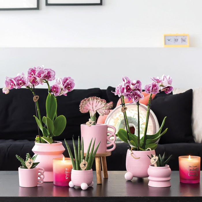 Roze paarse Phalaenopsis orchidee - El Salvador + Happy Mug sierpot wit- Ø9cm - ↕35cm - Bloeiende kamerplant