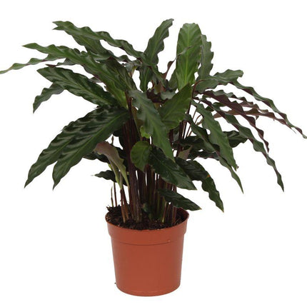 Calathea Elgergrass - ↕70cm - Ø17cm