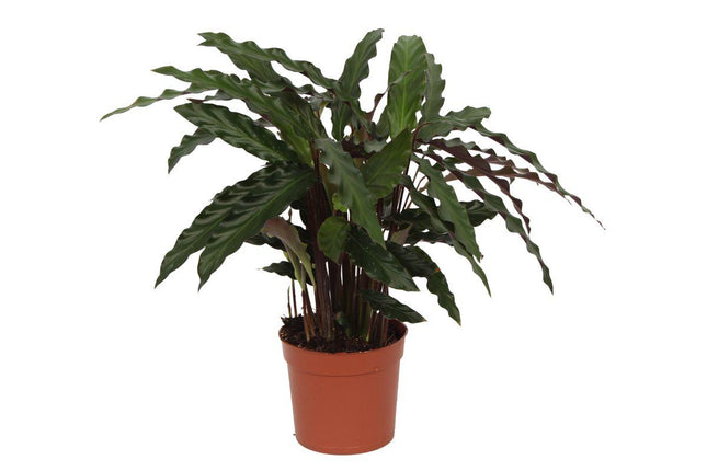 Calathea Elgergrass - ↕70cm - Ø17cm