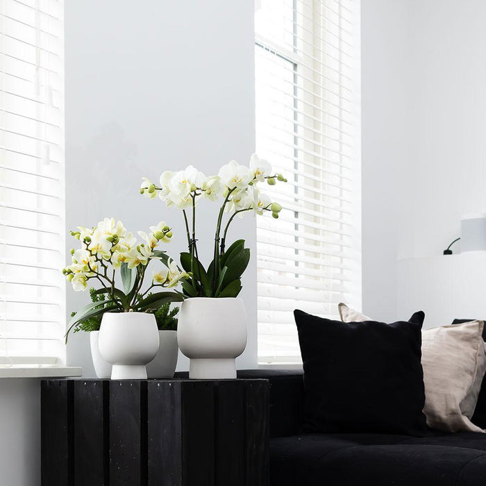 Witte Phalaenopsis orchidee – Amabilis + Scandic sierpot wit – Ø9cm – ↕45cm - Bloeiende kamerplant in bloempot