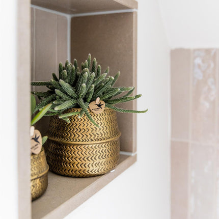 Vetplanten set van 2 planten in gouden groove sierpotten - keramiek - Ø9cm - Kolibri Greens