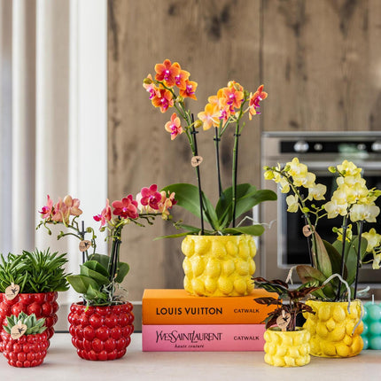 Kolibri Home | Citrus pot yellow - Ø12cm