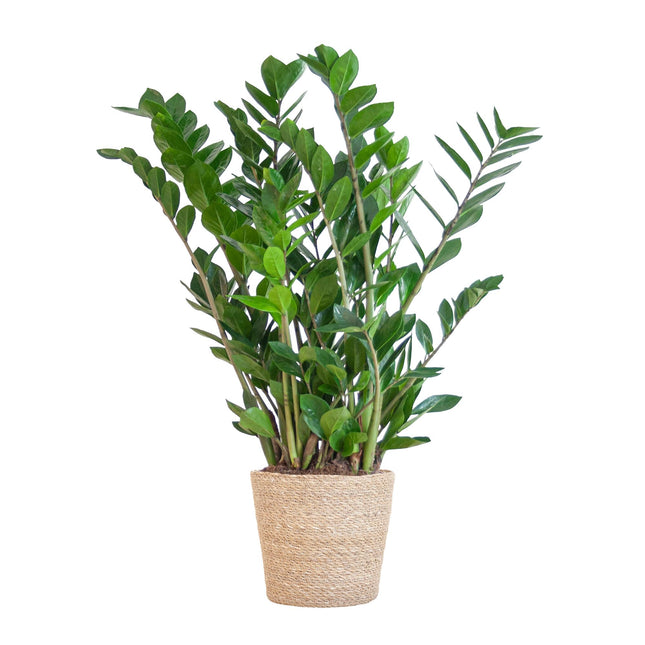 Zamioculcas zamiifolia – Glücksfeder – mit Sofia-Korb, natur – ↕80 cm – Ø21 cm