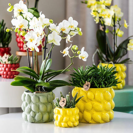 Kolibri Home | Citrus pot green - Ø12cm