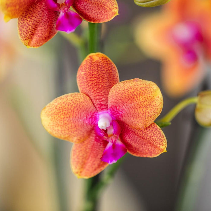Oranje Phalaenopsis orchideeën - 2x - Ø12cm - Bloeiende kamerplant - Geurend