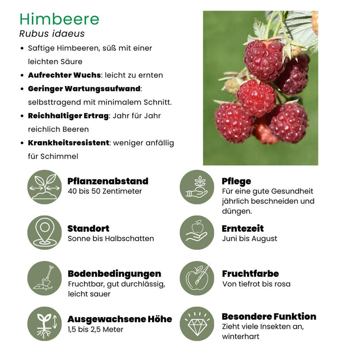 Frambozenplanten Biologisch - ↕20cm - Ø13cm - 6x