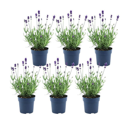 Lavandula Angustifolia Felice® - Ø12cm - Lavendelplanter - 6x