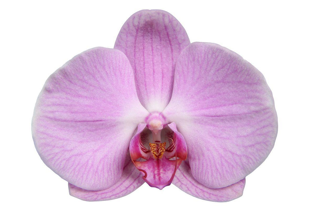 Phalaenopsis Elion - 3 tak - ↕60cm - Ø12cm