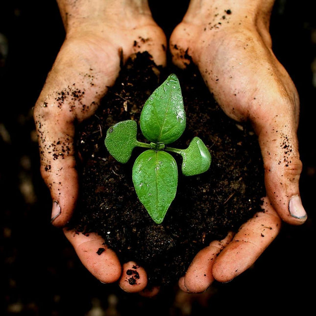 Sustrato universal para macetas Culvita con fertilizante para 2 meses - Sustrato universal para plantas de interior y exterior - 40 litros
