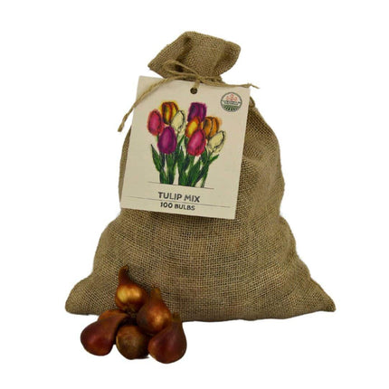 Bulbos de flores Amsterdam - Super Tulip Mix - Paquete económico y sostenible, 100 bulbos para 2,5 m² de esplendor floral - Tamaño 12+