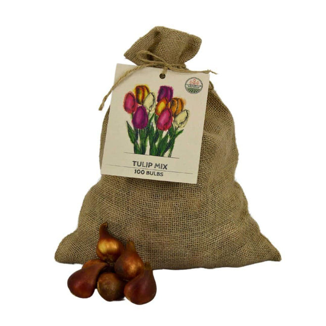 Flowerbulbs Amsterdam - Super Tulip Mix - Confezione conveniente e sostenibile, 100 bulbi da fiore per 2,5 m² di splendore floreale - Misura 12+