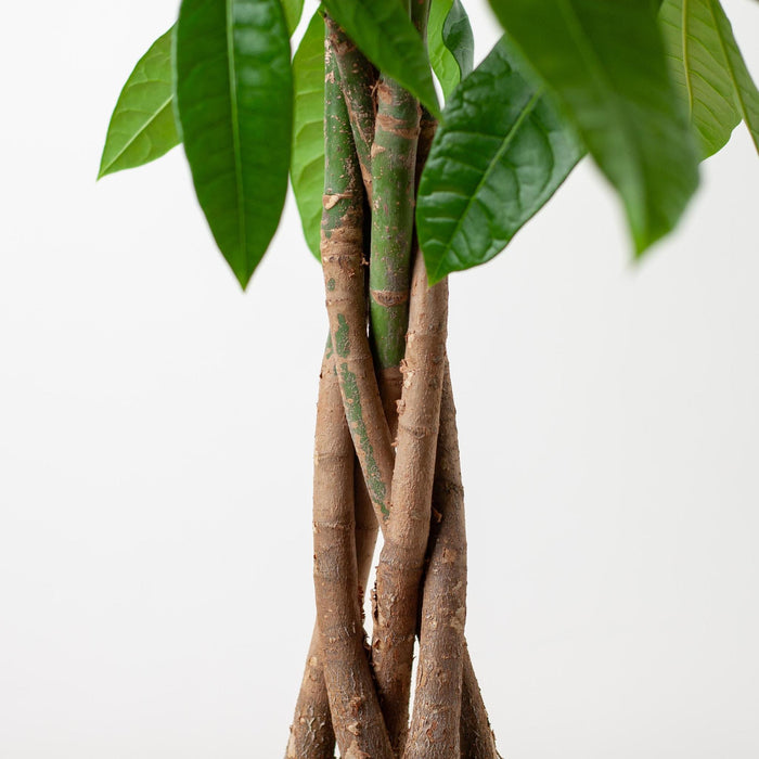 Pachira Aquatica - Geldboom - met Mand Lissabon wit - ↕80cm - Ø21cm