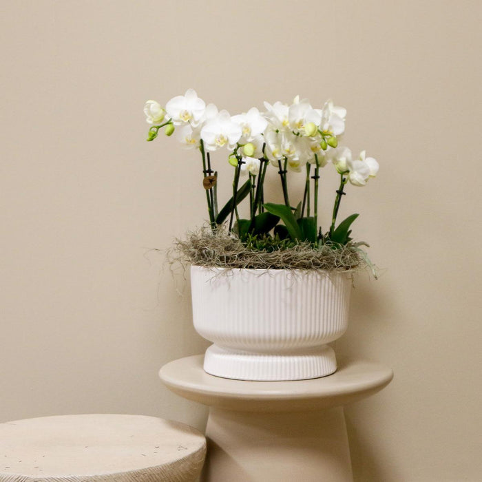 Witte plantenset in Diabolo white dish incl. waterreservoir | drie witte orchideeën en drie groene planten Rhipsalis | Jungle Bouquet wit met zelfvoorzienend waterreservoir