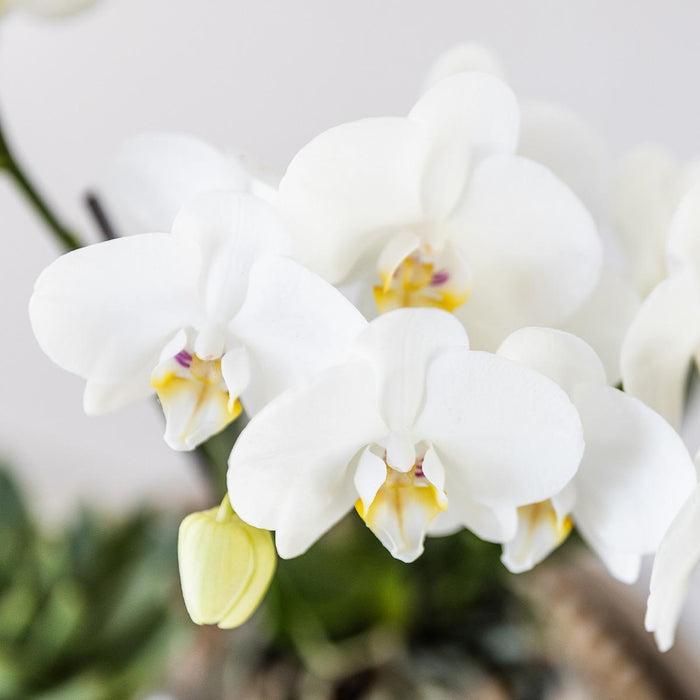 Gift set Christmas silver | Plantenset met witte Phalaenopsis Orchidee en Succulenten incl. keramieken sierpotten