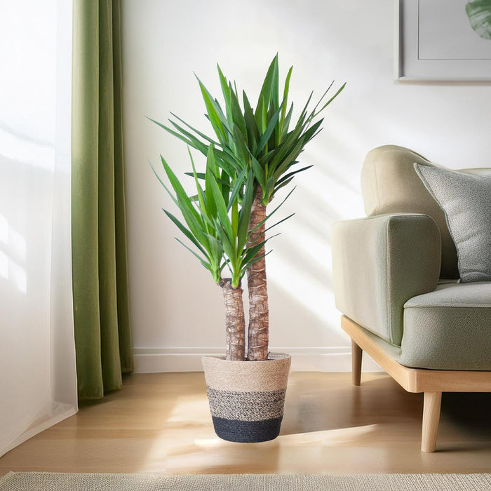 Yucca Elephantipes met Mand Lissabon zwart - ↕90cm - Ø21cm