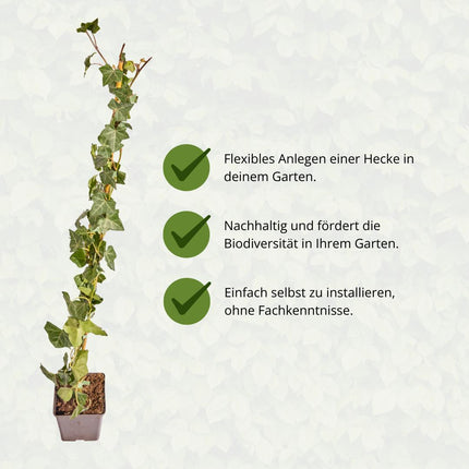 Hedera Hibernica – Efeu – Stiel – ↕80–100 cm
