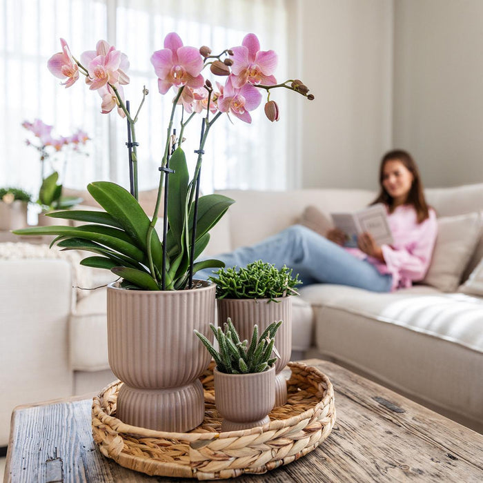 Gele Phalaenopsis orchidee - Mexico + Diabolo pot sand - Ø9cm - Bloeiende kamerplant