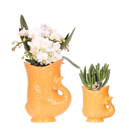 Witte orchidee Nazaré en succulent in Fish sierpot oranje - Set - Ø9cm & Ø6cm - Bloeiende kamerplant