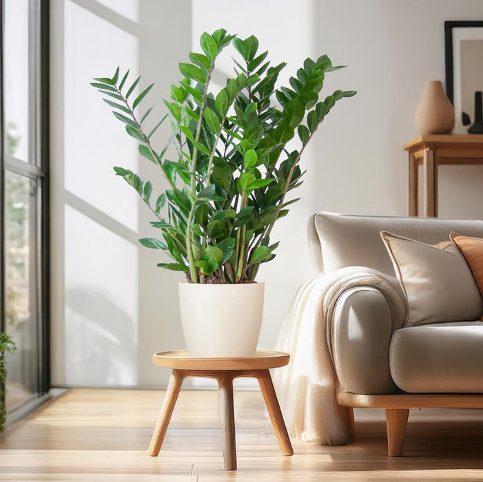 Zamioculcas Zamiifolia - ZZ Plant - met Viber wit plantenpot - ↕80cm - Ø21cm
