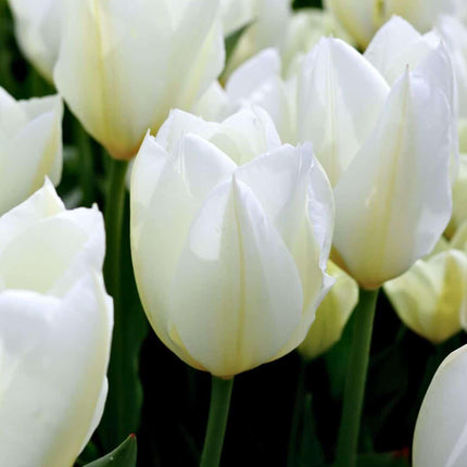 Flowerbulbs Amsterdam - Hollandsk Tulipan Mix - Luksusæske stor, 90 blomsterløg til 2,5 m² blomsterpragt - Størrelse 12+