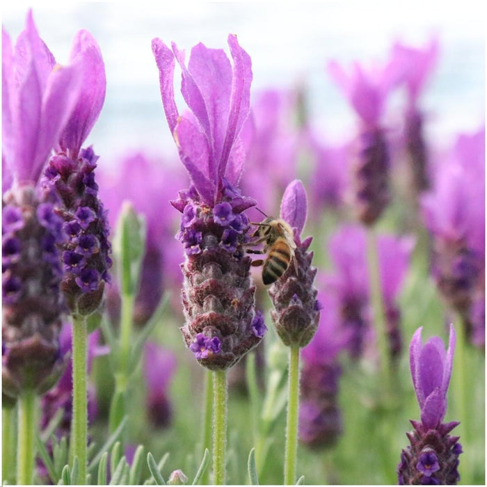 Lavandula stoechas Anouk®  in 'Old Look' sierpot - Ø13cm - Franse Lavendel - 3x