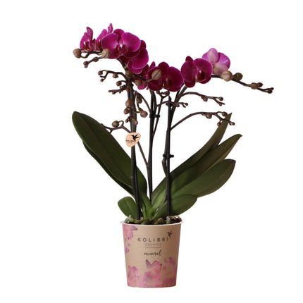 Orchidea Phalaenopsis viola - Morelia - Ø9cm - Pianta da interno fiorita