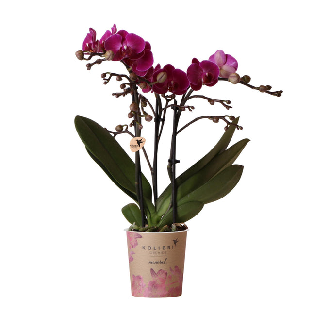 Purpurfarbene Phalaenopsis-Orchidee (Morelia) – Ø 9 cm – Blühende Zimmerpflanze
