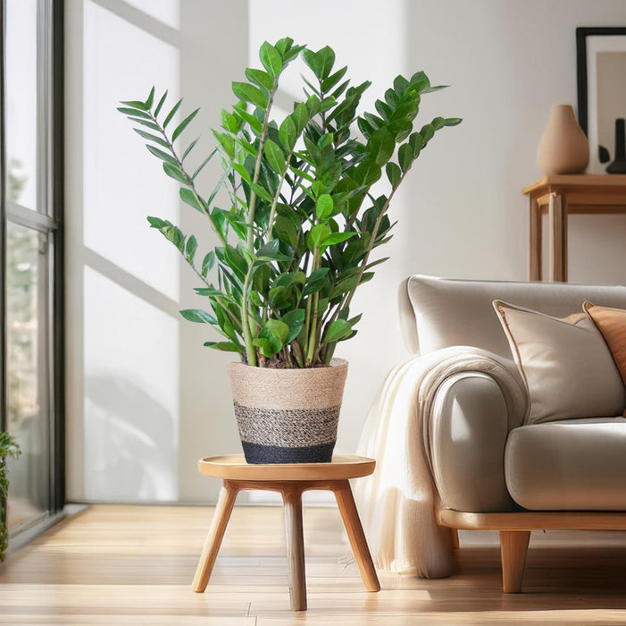 Zamioculcas Zamiifolia - ZZ Plant - met Mand Lissabon zwart - ↕80cm - Ø21cm