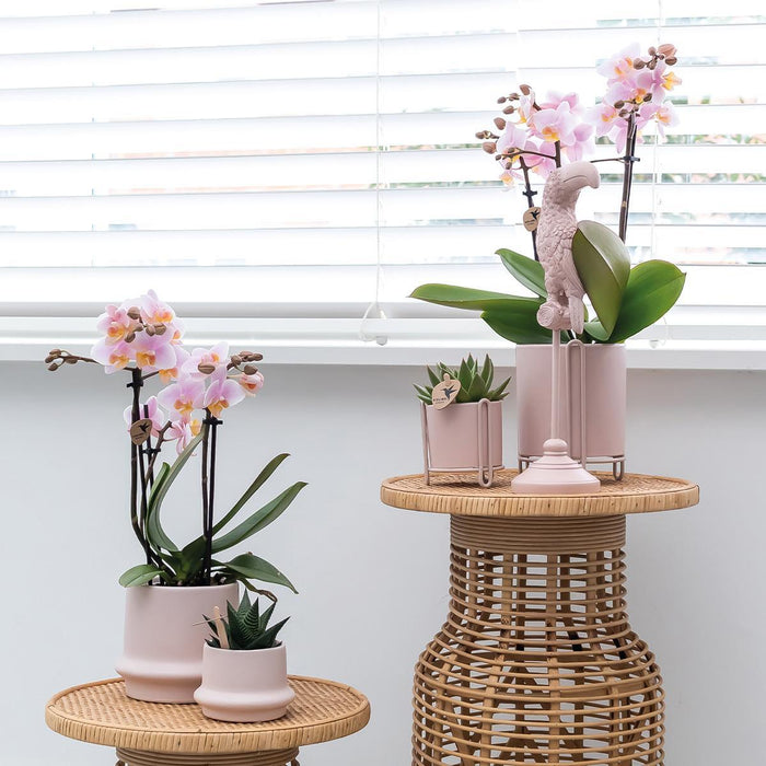 Roze phalaenopsis orchideeën - Andorra - 2x - Ø9cm - Bloeiende kamerplant