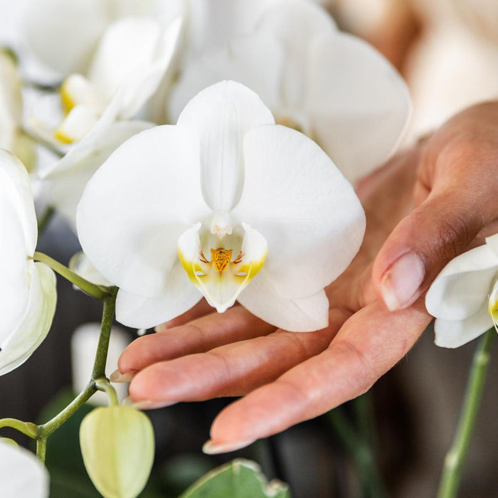 Witte orchideeën - Ghent - 4x - Ø12cm - Bloeiende kamerplant
