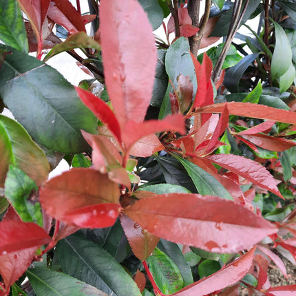 Photinia Fraseri 'Carré Rouge' - Siepe pronta all'uso - 120 x 180 cm