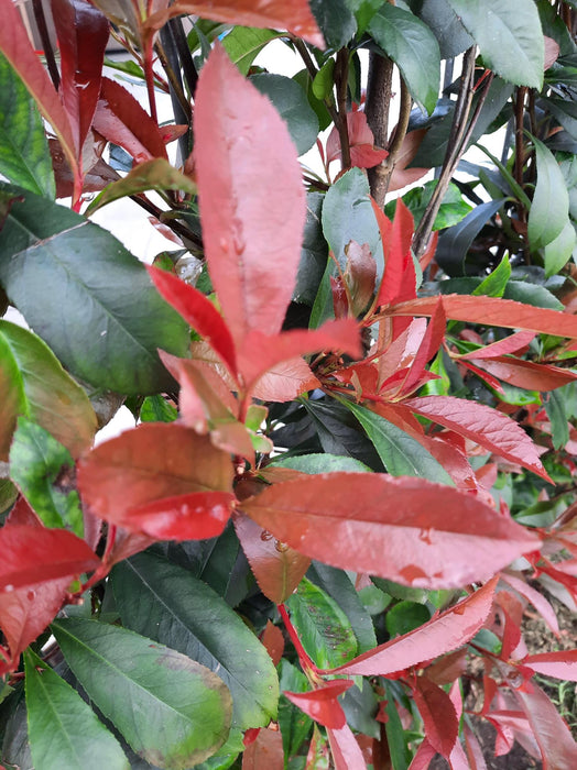 Photinia Fraseri 'Carré Rouge' - Kant-en-Klaar Haag - 120 x 180 cm