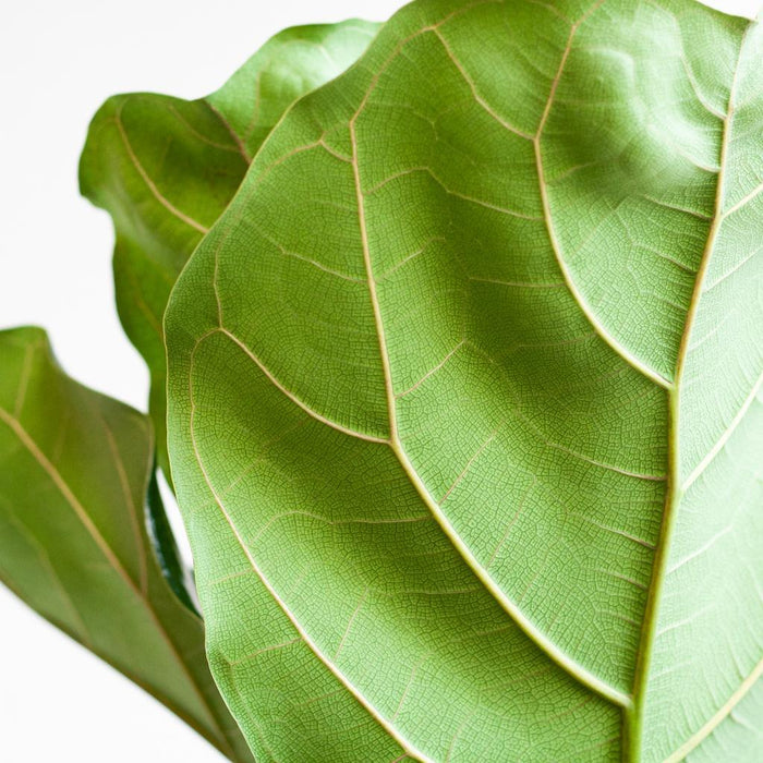 Ficus Lyrata XL met mand Torun - ↕140cm - Ø27cm