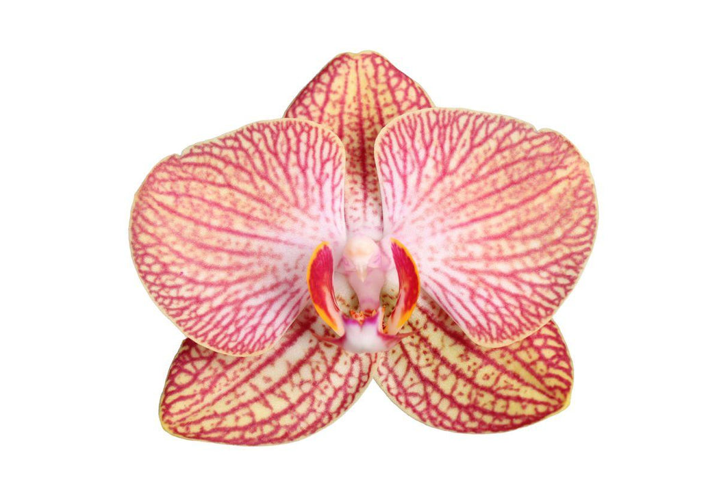 Phalaenopsis Ravello - 3 tak - ↕60cm - Ø12cm