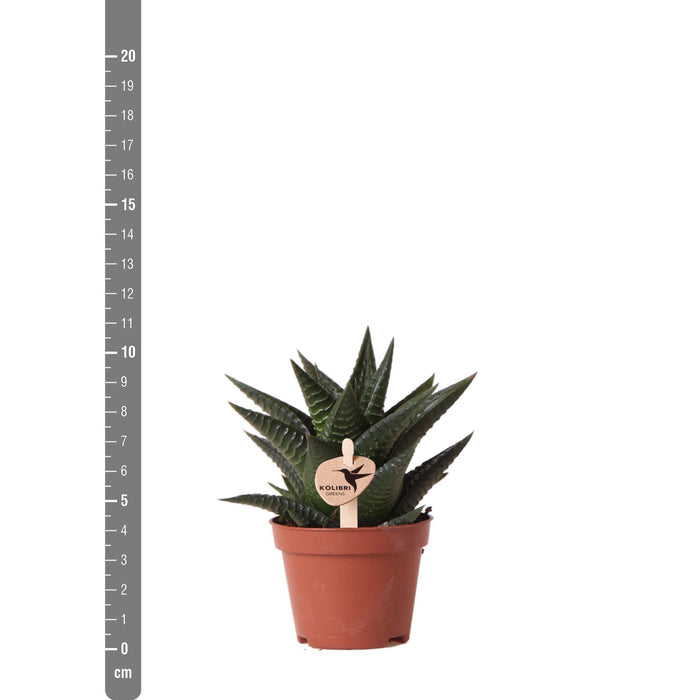 Haworthia Limifolia - Vetplant - Ø6cm - groene kamerplant - Kolibri Greens