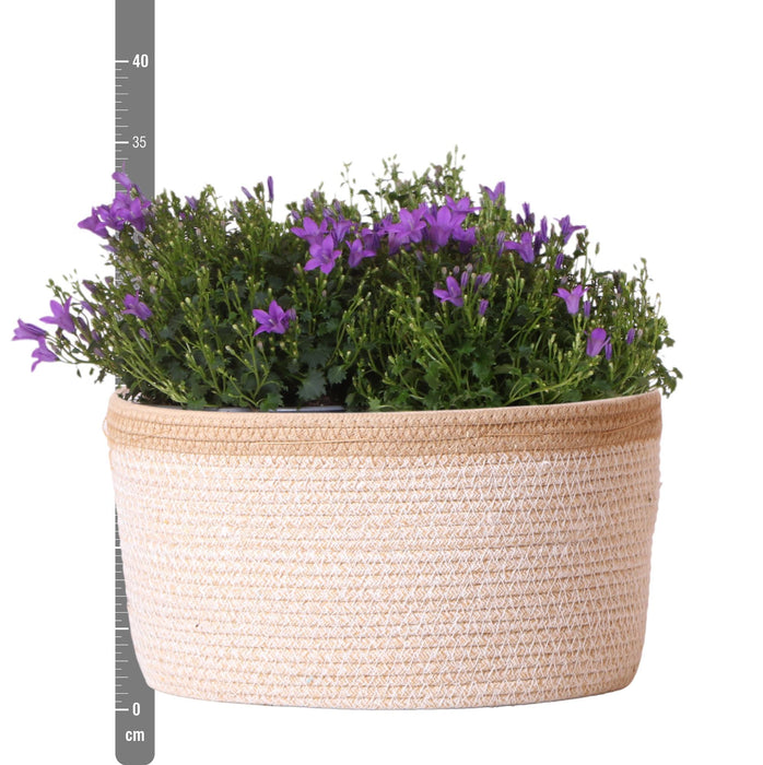 Campanula Addenda Ambella Intense purple - Cotton schaal met Campanula met watergeefsysteem - 3 stuks - Klokjesbloem paars  - Ø12cm - binnen & buiten