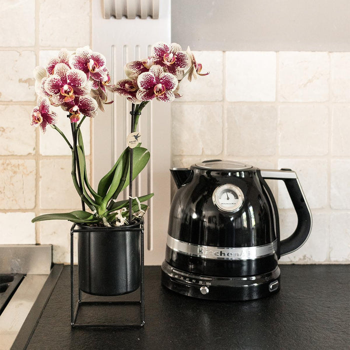 Geel rode phalaenopsis orchideeën - Spain - 2x - Ø9cm - Bloeiende kamerplant