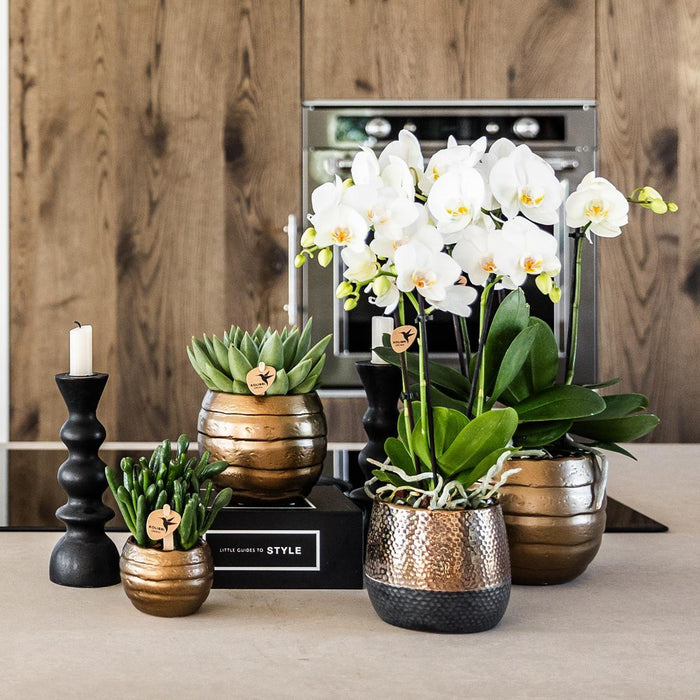 Geel rode Phalaenopsis orchidee – Spain + Elite sierpot copper – Ø9cm – ↕40cm - Bloeiende kamerplant