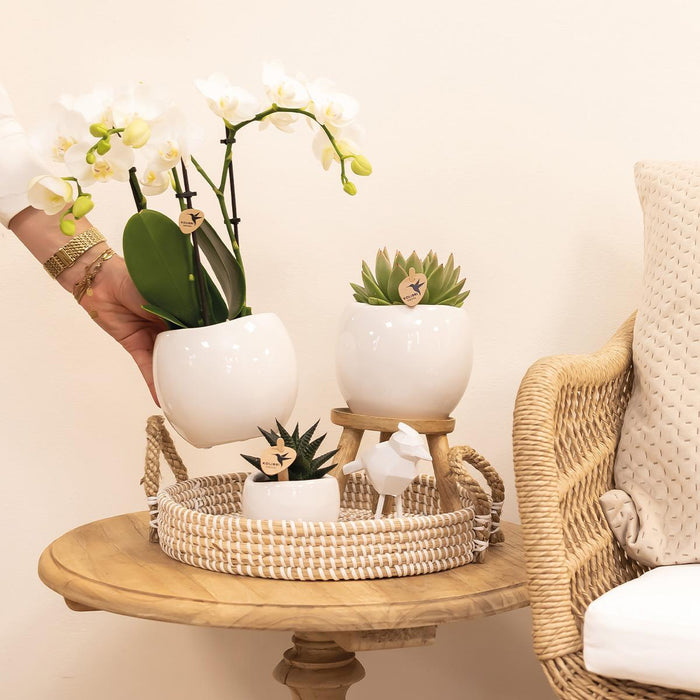 Kolibri Home | Bowl bloempot - Witte keramieken sierpot - Ø9cm