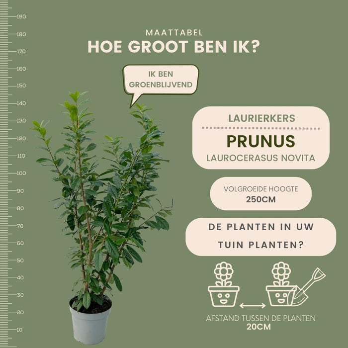 Grote Laurierkers Planten Novita voor 10 strekkende meter haag  - 15L - 20x - ↕125-150 cm