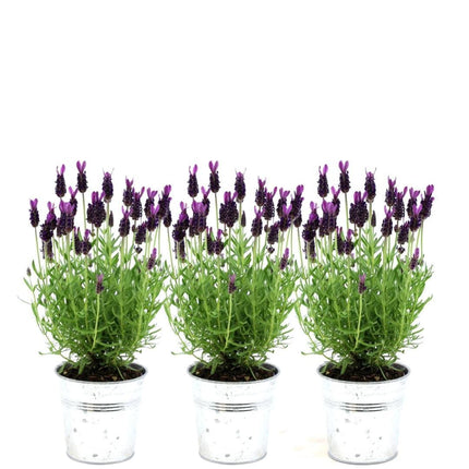 Lavandula stoechas Anouk® in 'Old Look' decorative pot - Ø13cm - French Lavender - 3x