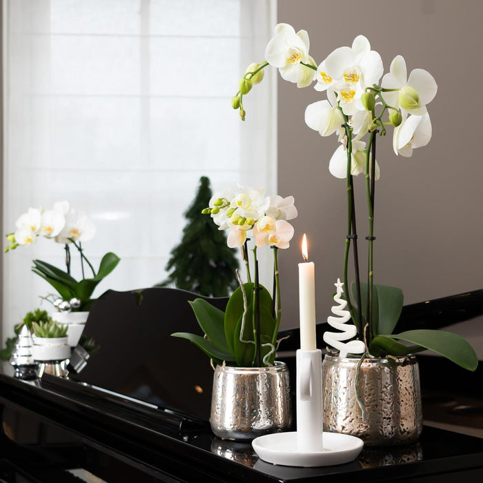 Witte Phalaenopsis orchidee – Amabilis + Luxury sierpot zilver – Ø9cm – ↕40cm - Bloeiende kamerplant in bloempot