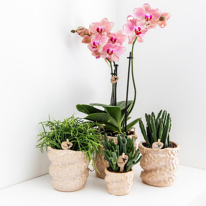 Phalaenopsis orchideeën - Pirate Picotee - 4x - Ø12cm - Bloeiende kamerplant